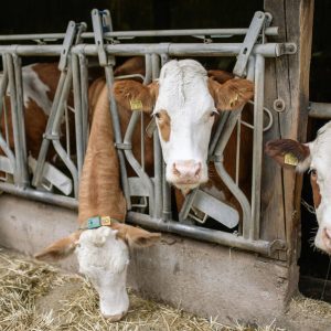 Livestock Feeds And Supplements Image