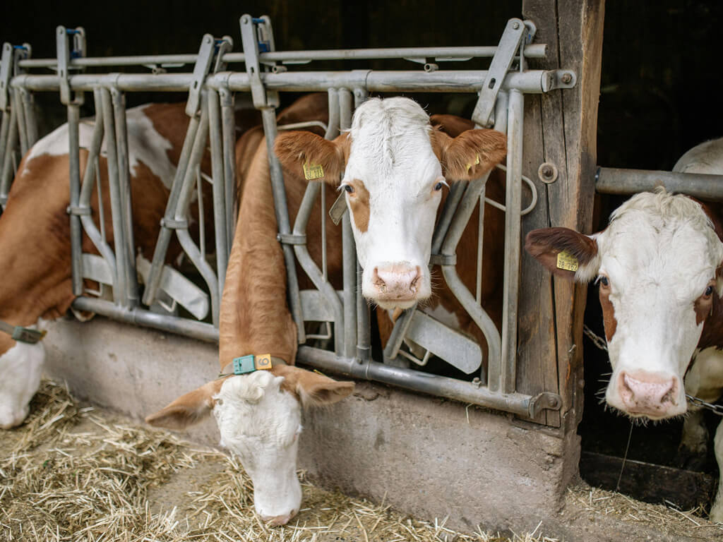 Livestock Feeds And Supplements Image